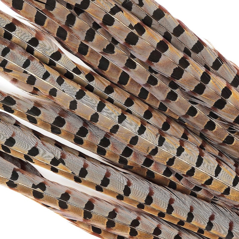 ENGLISH RINGNECK Natural Pheasant Feathers 6-8