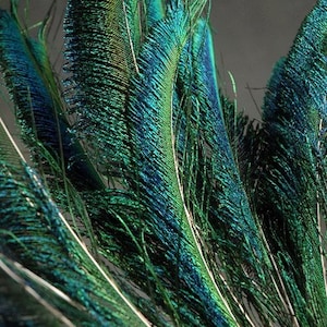 PEACOCK SWORDS Natural Feathers 10&quot;-35&quot; in Many Sizes for Halloween Costumes Craft Bridal Vases DIY Home Decor