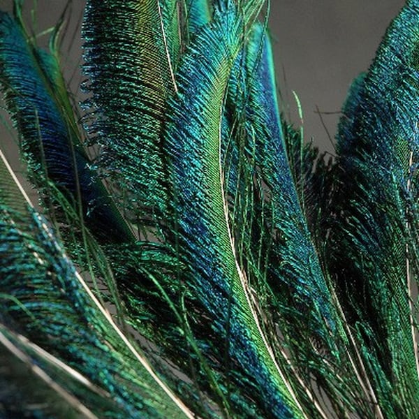 PEACOCK SWORDS Natural Feathers 10"-35" in Many Sizes for Halloween Costumes Craft Bridal Vases DIY Home Decor