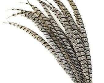 2 Pcs LADY AMHERST 35"-40" Natural Pheasant CENTER Feathers Zebra Look for Halloween Craft Costume Centerpieces Hats