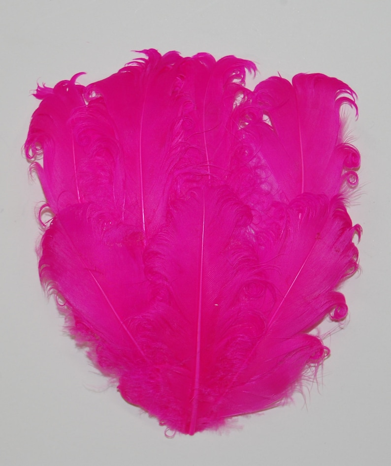 May include: A bunch of bright pink ostrich feathers. The feathers are soft and fluffy, and they would be perfect for a craft project or a costume.