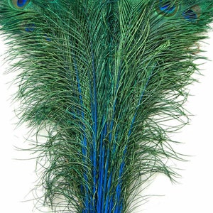 May include: A bunch of peacock feathers with blue eyespots and blue shafts. The feathers are arranged in a fan shape.