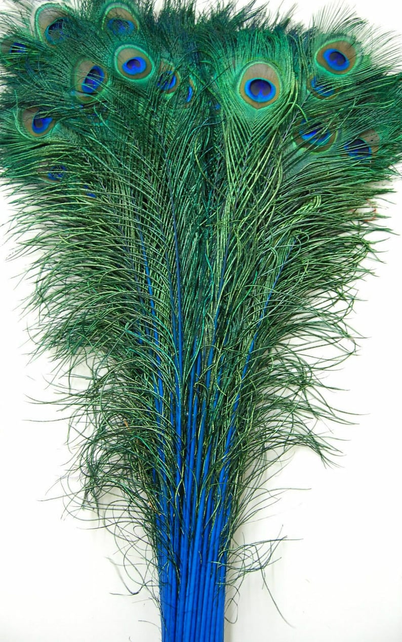 May include: A bunch of peacock feathers with blue eyespots and blue shafts. The feathers are arranged in a fan shape.