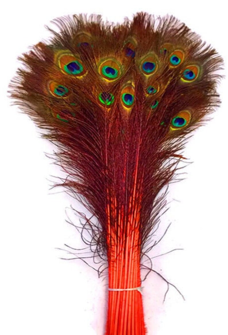 May include: A bunch of peacock feathers with brown and red shafts and iridescent green, blue, and gold eyespots.