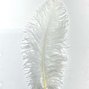 WHITE Ostrich Feather Plumes 18-23&quot; for Centerpieces Halloween Costume Hats Bridal Dress Theater Vase DIY