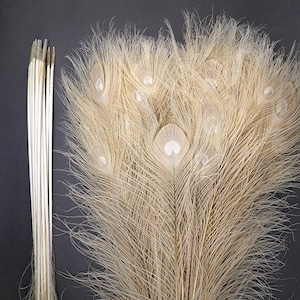 Bleached White Peacock Feathers 30-35&quot; in Height (Big EYES) for Halloween Costume Craft DIY Design Centerpieces Bridal Party