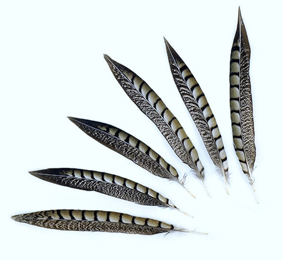 10 Pcs LADY AMHERST PHEASANT Feathers 4-12/" RED TIP Top-Quality//Craft//Halloween