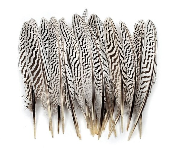 10 Piume Di Fagiano Naturali, 30-35 Cm, Code Maculate, Per Decorazioni, Artigianato, Cappelli E Composizioni Floreali - 3