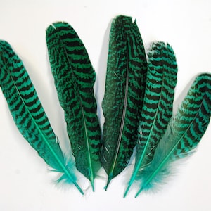 2 Pcs Dyed PEACOCK Quills 6&quot;-10&quot; - KELLY GREEN