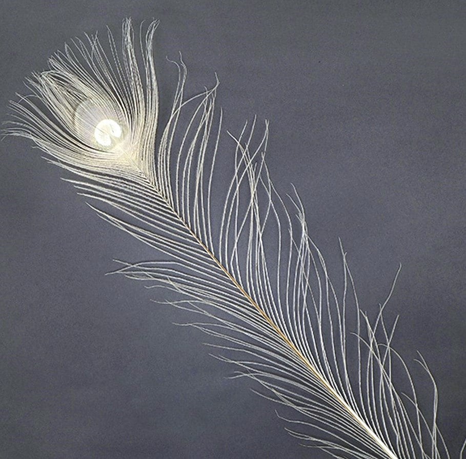 Single White Peacock Feather