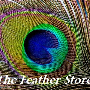 ROYAL BLUE Dyed PEACOCK Feathers 4045 for Costume Halloween Home Decor Vases Bridal Wedding Centerpieces Craft image 3