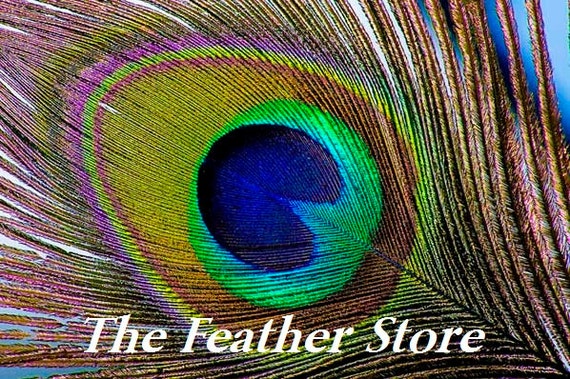 100 Pieces 30-35 Purple Bleached Peacock Tail Feathers