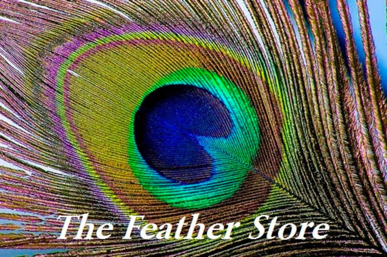 25 Pcs Natural PEACOCK Feathers 20-25 Big EYES image 7