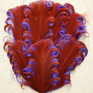 May include: A cluster of red feathers with purple tips, curled and arranged in a fan shape.