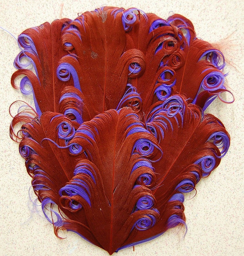 May include: A cluster of red feathers with purple tips, curled and arranged in a fan shape.