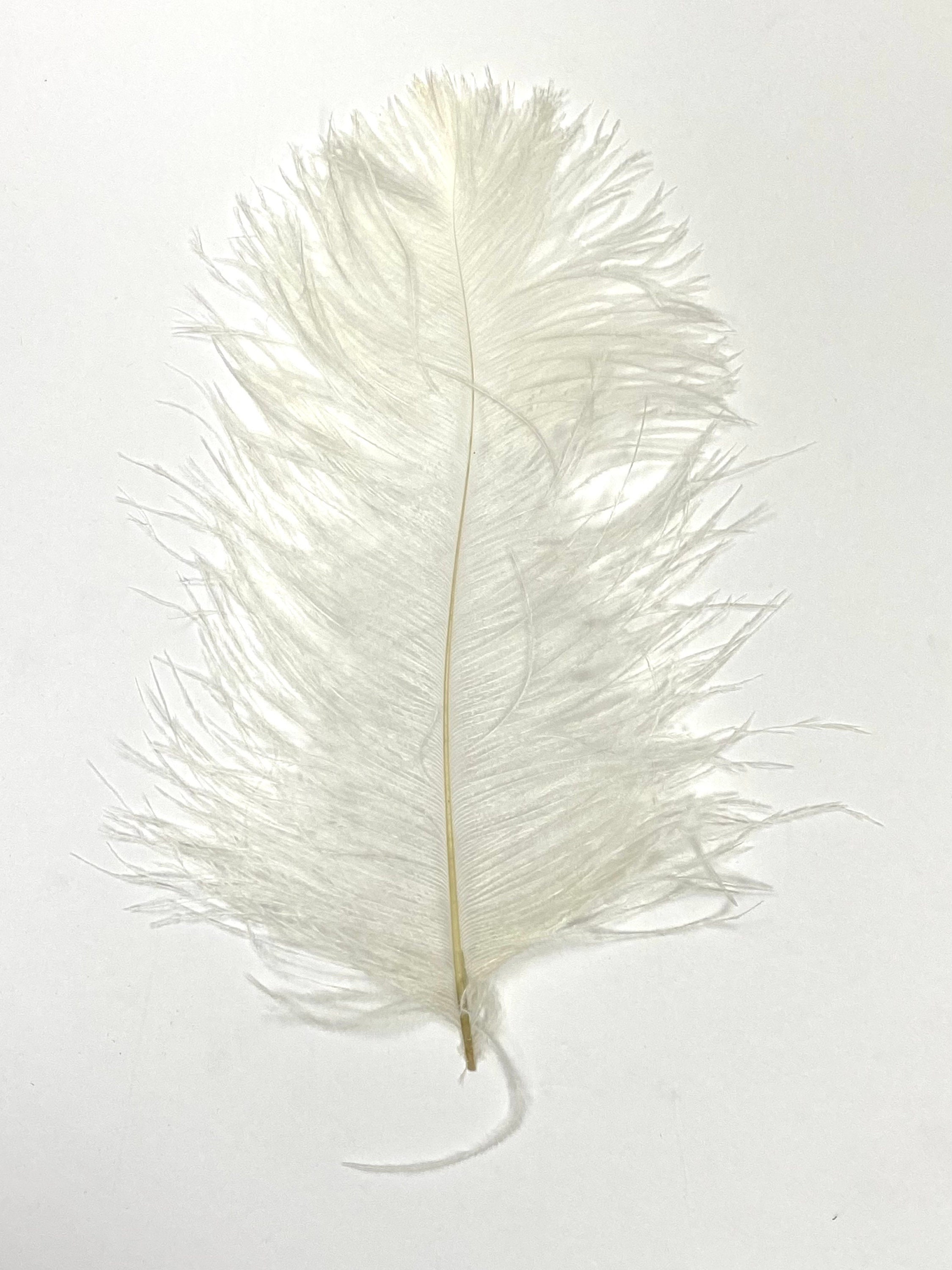 Off white ostrich sale feathers