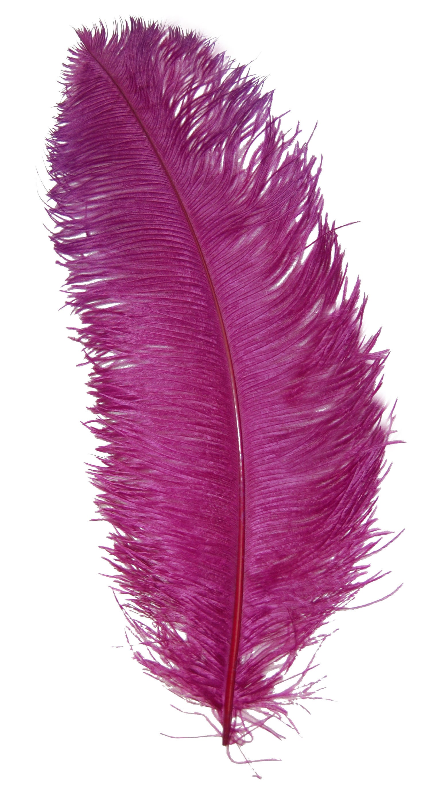Plum ostrich feathers deals