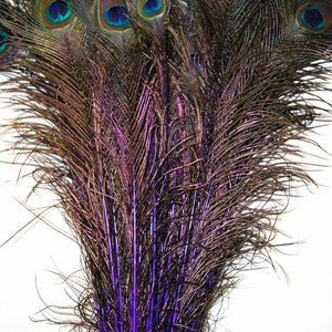 May include: A bunch of purple dyed peacock feathers with iridescent eyespots. The feathers are arranged in a fan shape.