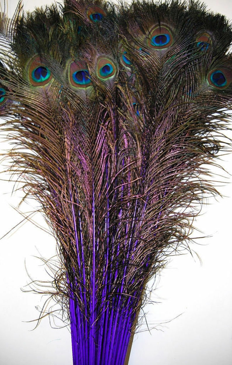 May include: A bunch of purple dyed peacock feathers with iridescent eyespots. The feathers are arranged in a fan shape.