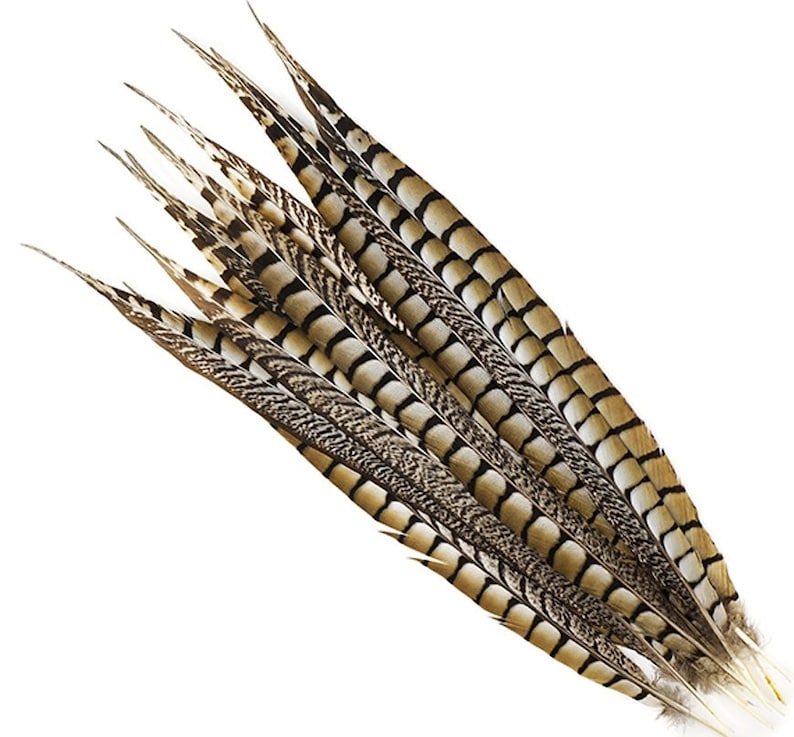 5 Pcs LADY AMHERST 1620 Natural Pheasant Feathers Etsy