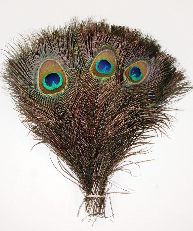 100 Pcs Natural Peacock Feathers 10-12' in Height Beautiful for Crafts, Halloween, Costumes, Hats, DIY Design & more! 