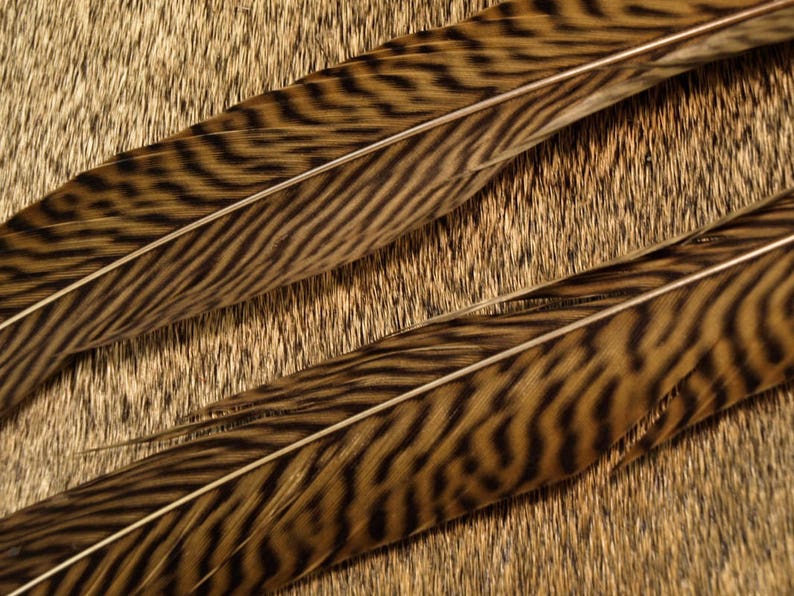 1 GOLDEN Natural Pheasant Feathers 20-30