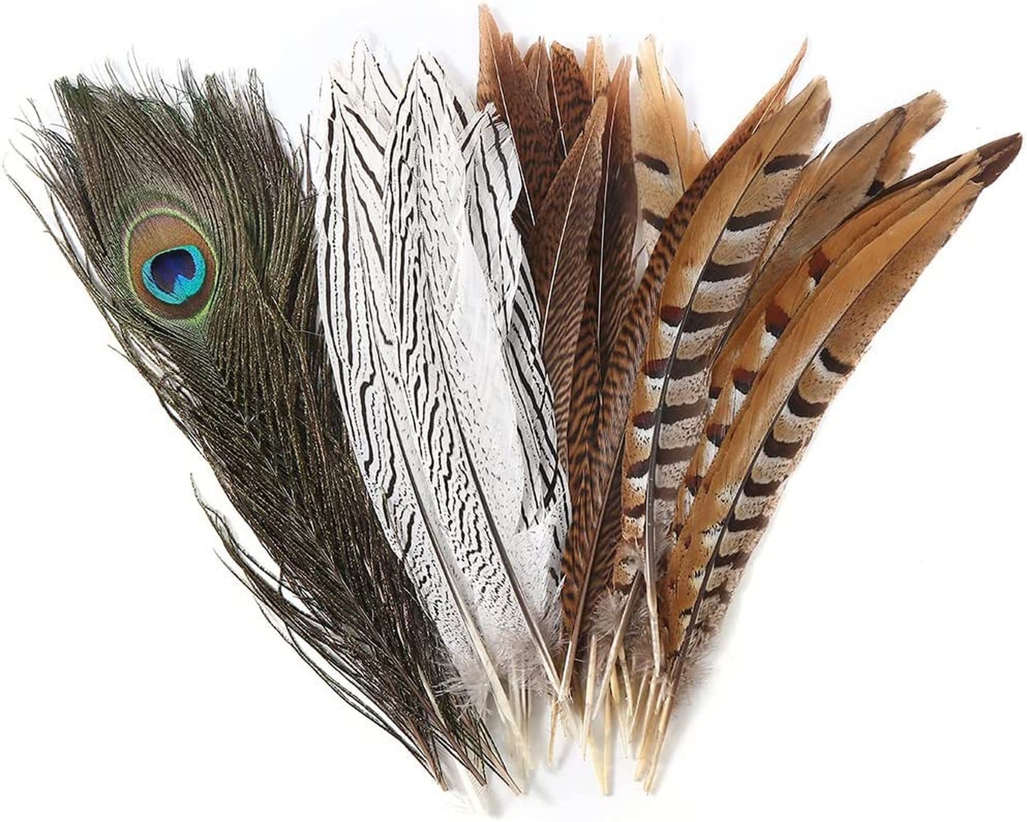 LADY AMHERST PHEASANT Feathers 4-40 Inches ALL TYPES  Craft/Bridal/Halloween/Hats