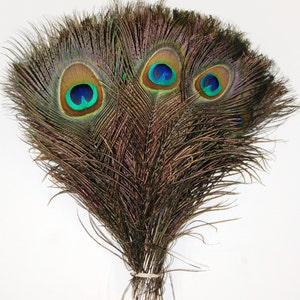 Natural Peacock Feathers 10-12&quot; in Height for Halloween Costume Craft DIY Design Centerpieces Bridal School Project Wedding Decor Millinery