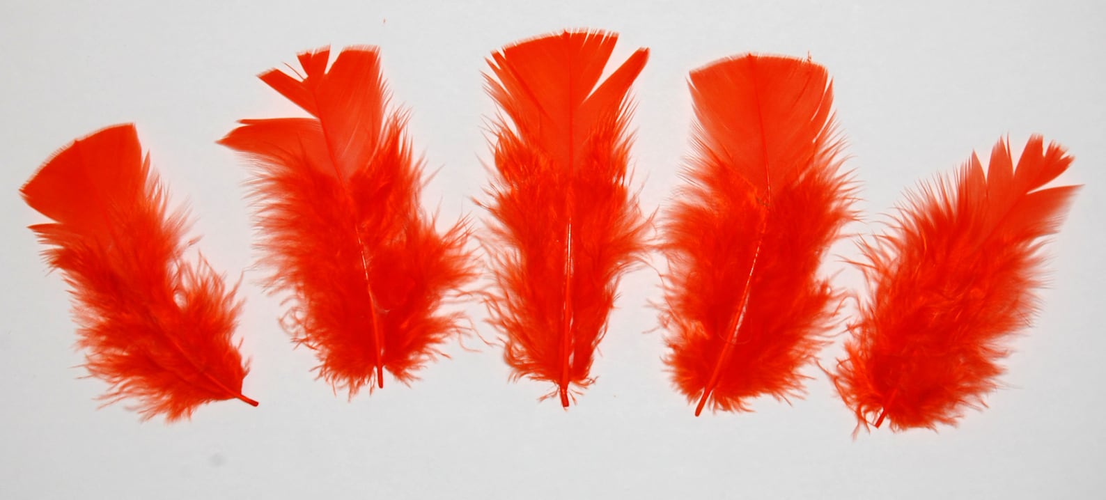 30 piezas Turquía Plumage 14 Plumas NARANJA | Etsy