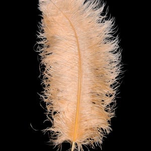 PEACH Ostrich Feather Plumes 10&quot;-18&quot; for Centerpieces Craft Home Decor Design DIY