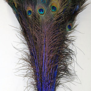May include: A bunch of peacock feathers with blue tips. The feathers are arranged in a fan shape, with the tips of the feathers pointing outwards. The feathers are a dark brown color with iridescent blue and green eyes.