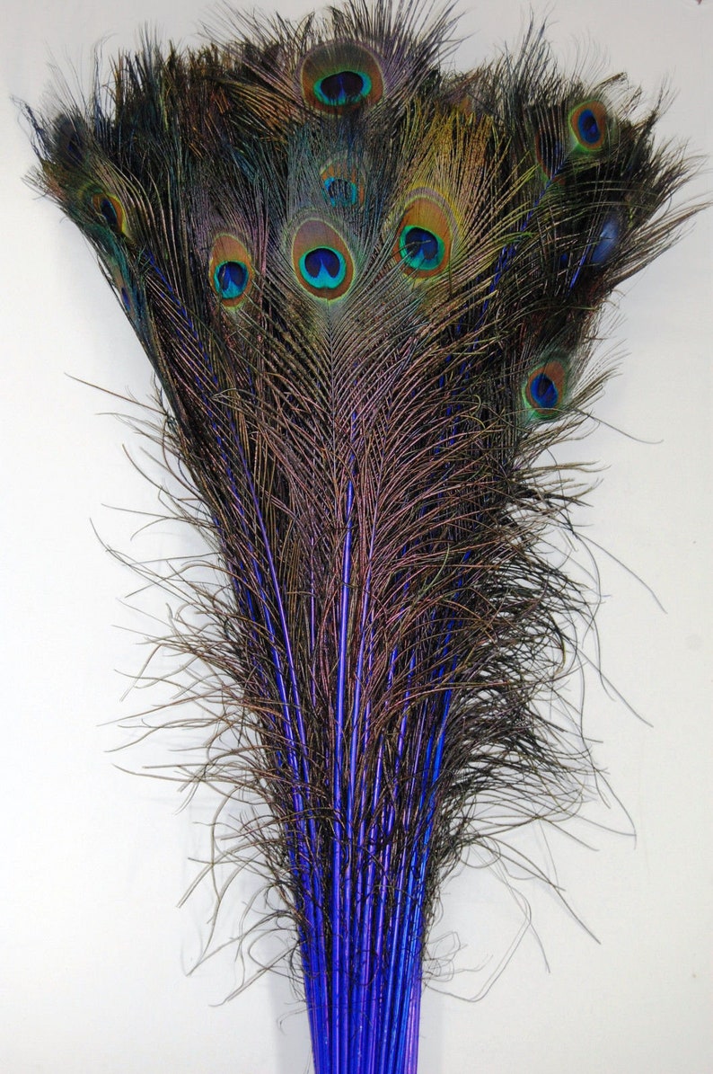 May include: A bunch of peacock feathers with blue tips. The feathers are arranged in a fan shape, with the tips of the feathers pointing outwards. The feathers are a dark brown color with iridescent blue and green eyes.