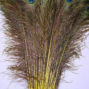 May include: A bunch of peacock feathers with yellow dyed tips. The feathers are arranged in a fan shape, with the tips of the feathers pointing upwards.