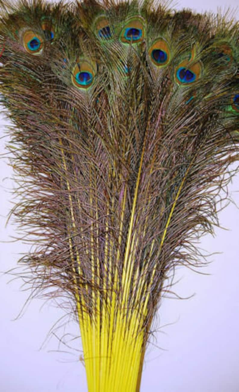 May include: A bunch of peacock feathers with yellow dyed tips. The feathers are arranged in a fan shape, with the tips of the feathers pointing upwards.