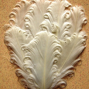 May include: A group of white ostrich feathers with curled tips. The feathers are arranged in a fan shape and are displayed on a textured brown background.