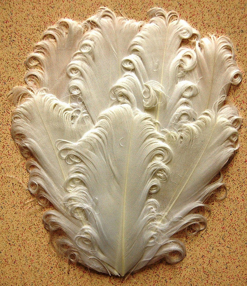 May include: A group of white ostrich feathers with curled tips. The feathers are arranged in a fan shape and are displayed on a textured brown background.