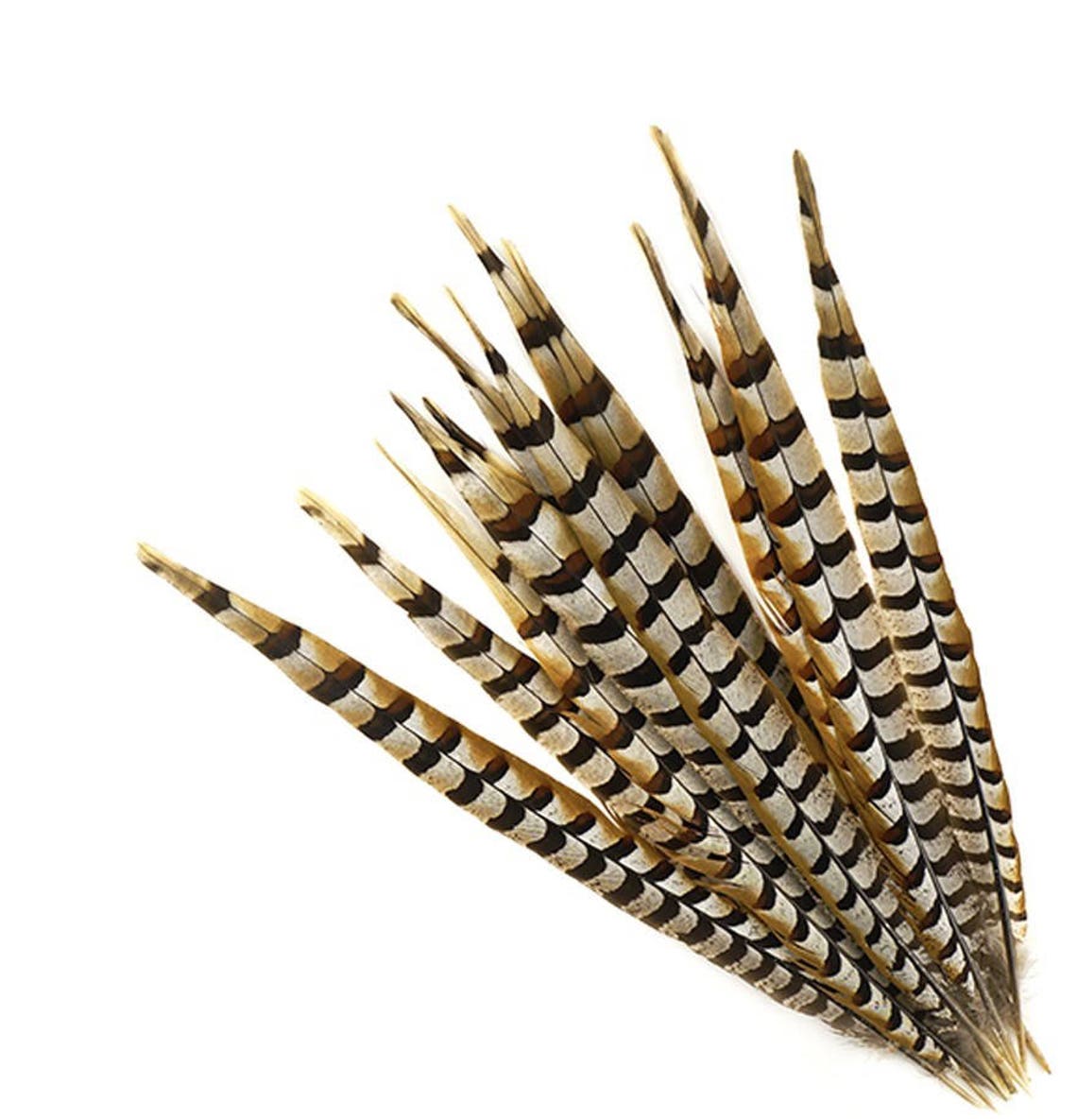 20pcs 5-6cm Natural Brown Black White Reeves Pheasant