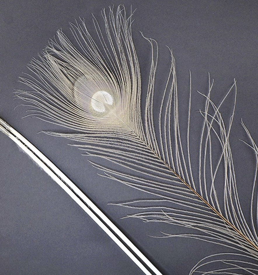 Peacock Feathers – ZanArt