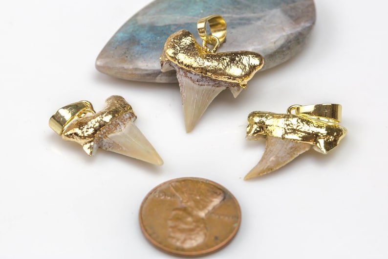 Small Size Genuine Fossilized Shark Teeth with gold bezels