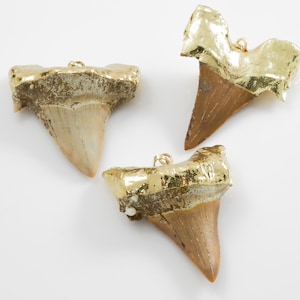 Genuine Shark Teeth with gold bezels!