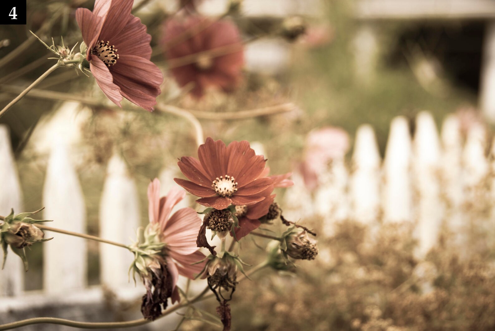 Bar Harbor Maine Antique Coastal Photography Print Set Large | Etsy