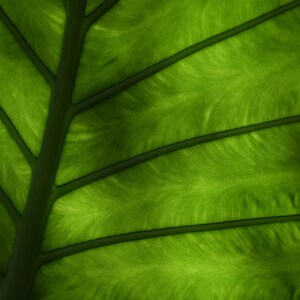 Photographic Print | 11x13 in | Elephant Ear Leaf | Tropical | Jungle | Forest | Green