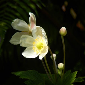 Fotodruck | 23x40 cm | Weiße japanische Anemone | Dramatische Beleuchtung | Weiße Blume | Hawaii