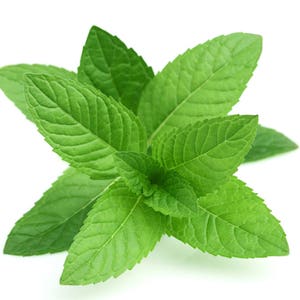 100% Pure and Natural Organic Therapeutic Grade Peppermint Essential Oil image 8