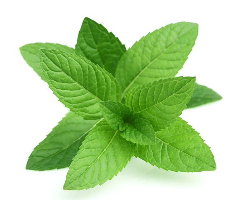 100% Pure and Natural Organic Therapeutic Grade Peppermint Essential Oil image 8