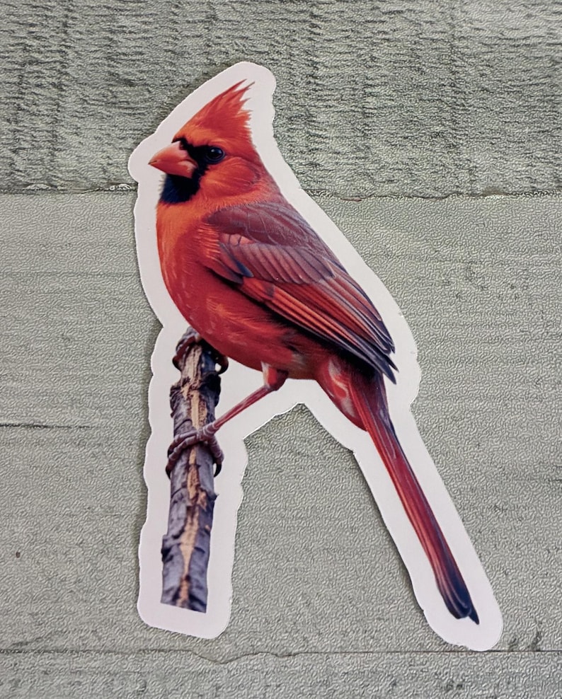 Cardinal Sticker, Cardinal Bird Sticker, - Etsy