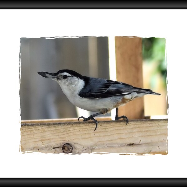 Original Photograph of a Nuthatch Bird PNG Digital File download