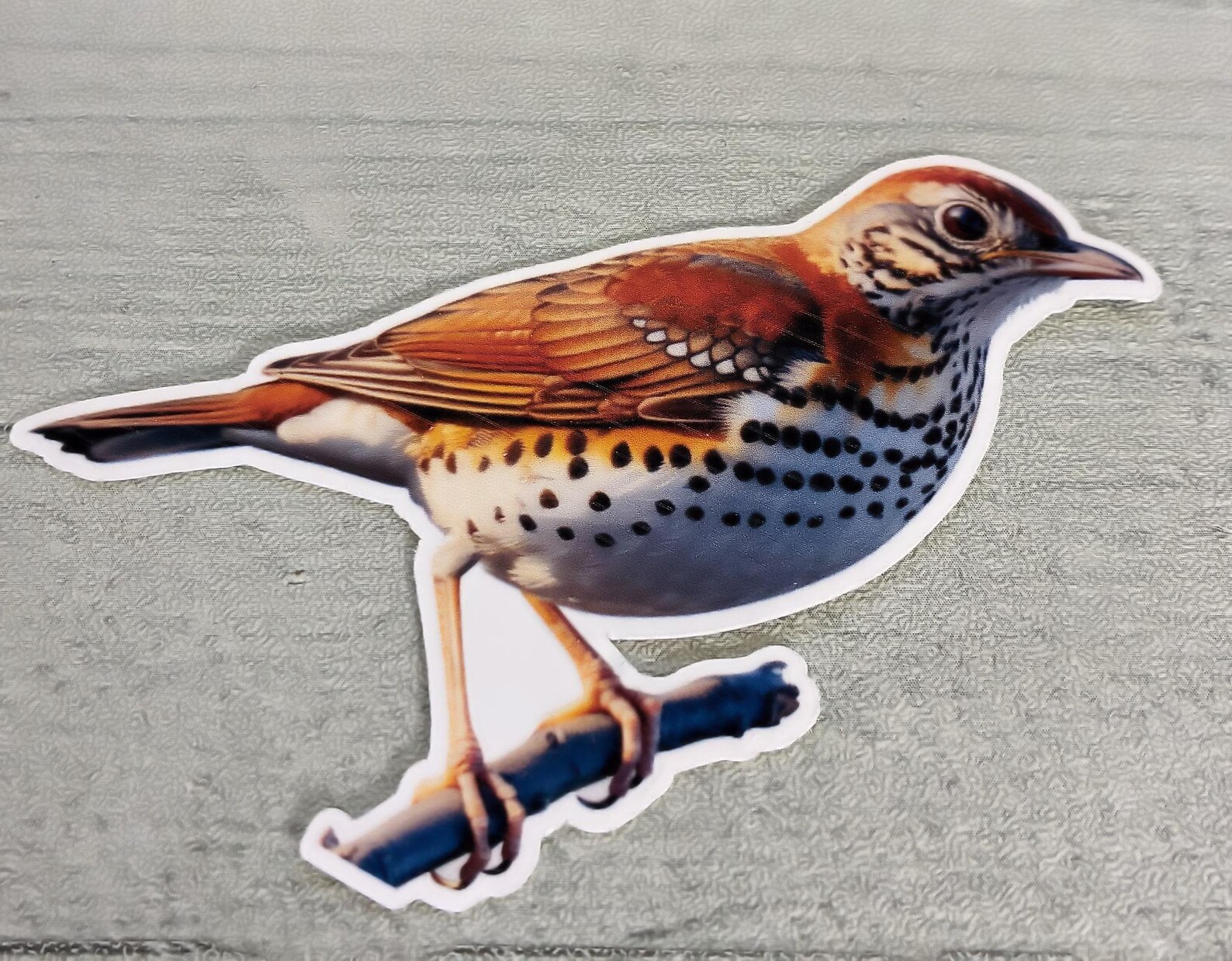 Thrush Bird Sticker Wood Thrush Large Bird Sticker. Bird Sticker, Birds of America Sticker ...