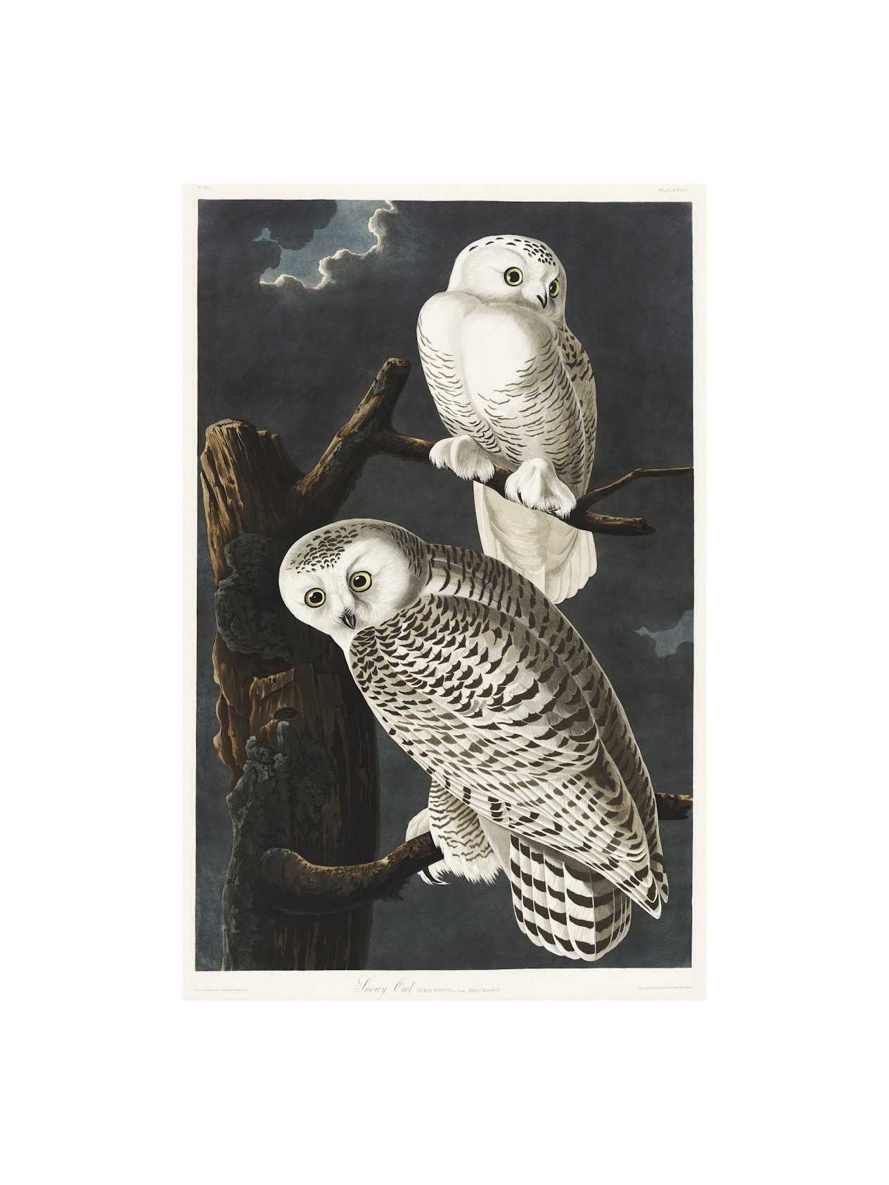 DIAMOND PAINTING KIT Snowy Owl by Night With White Frame Crystal