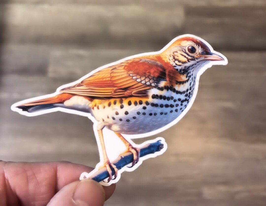 Thrush Bird Sticker Wood Thrush Large Bird Sticker. Bird Sticker, Birds of America Sticker ...